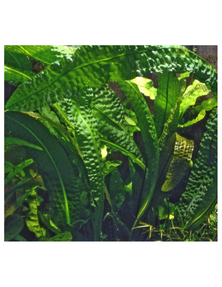 Aponogeton Boivinianus (Bulbe)