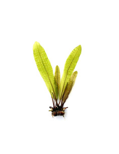 Aponogeton Boivinianus (Bulbe)