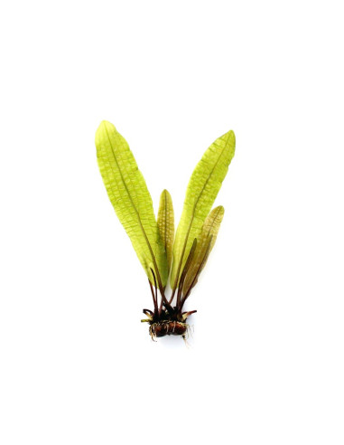 Aponogeton Boivinianus (Bulbe)