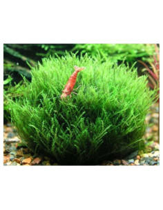 Amblystegium serpens - invitro 2