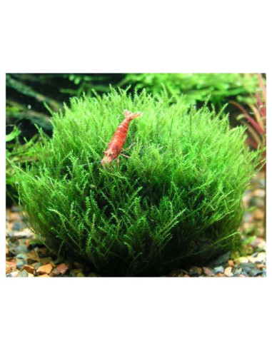 Amblystegium serpens - invitro