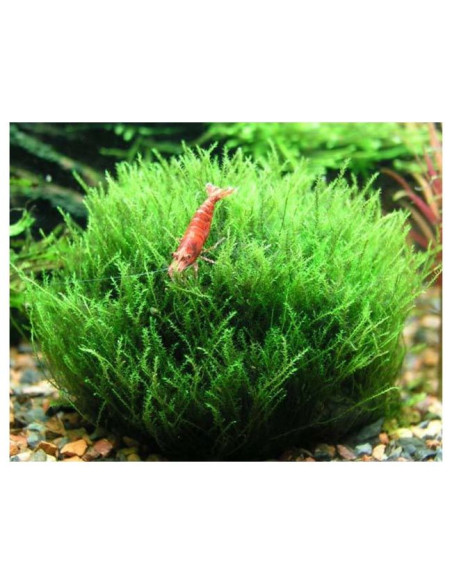 Amblystegium serpens - invitro