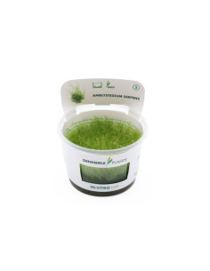 Amblystegium serpens - invitro