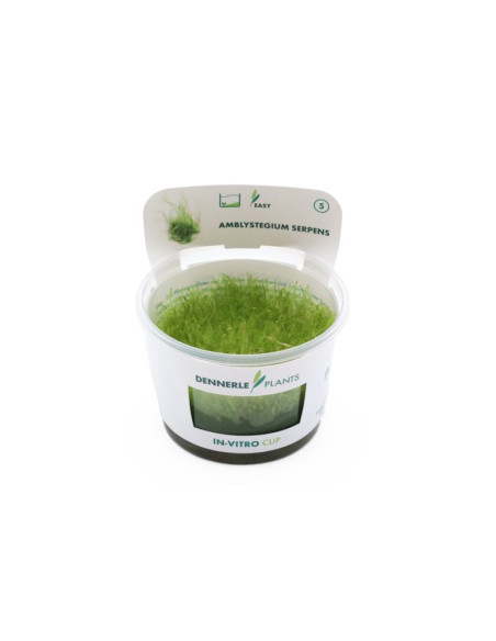 Amblystegium serpens - invitro