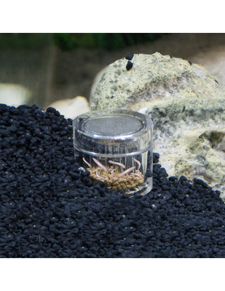 Hobby - Planaria X - Piège à planaires