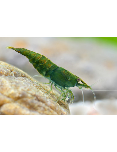 Neocaridina davidi ”Green Jade Gold Back ” lot...