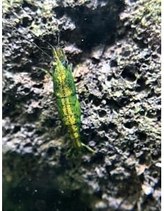 Neocaridina davidi ”Green Jade Gold Back ” lot de 10pcs