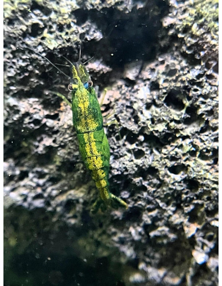 Neocaridina davidi ”Green Jade Gold Back ” lot de 10pcs
