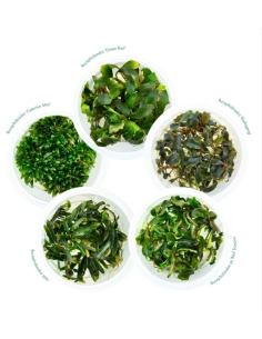 Bucephalandra Special N°7 - InVitro