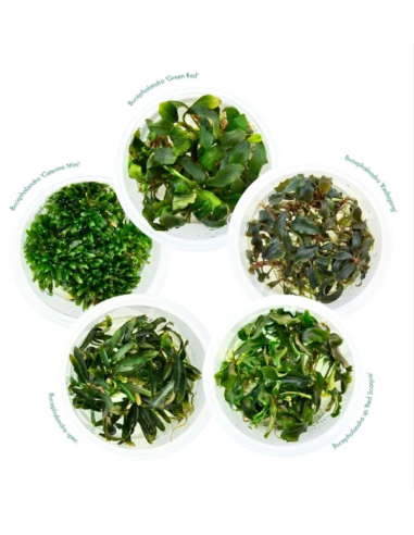 Bucephalandra Special N°7 - InVitro