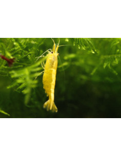 Neocaridina Davidi Yellow Golden Back 1-1,5 cm Lot de 10pcs
