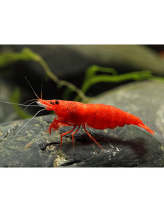 Neocaridina davidi ”Bloody Mary ” lot de 10pcs