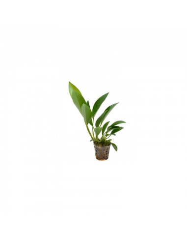 Anubias Congensis  –  Origine France