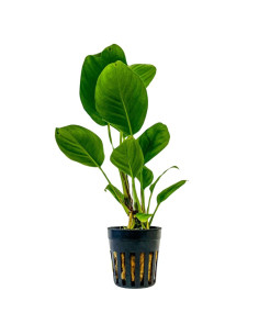 Anubias Heterophyla  –  Origine France