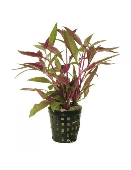 Alternanthera Lilacina – Origine France