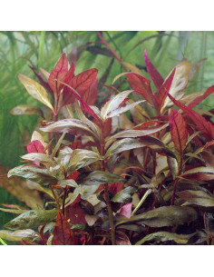 Alternanthera Lilacina – Origine France 2