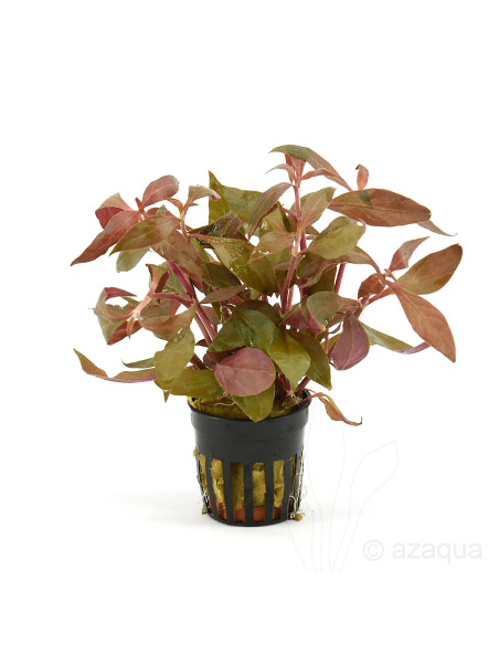 Alternanthera Rosaefolia – Origine France