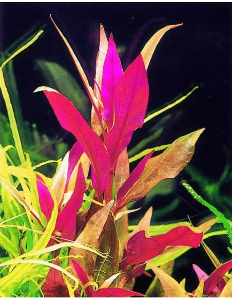 Alternanthera Rosaefolia – Origine France