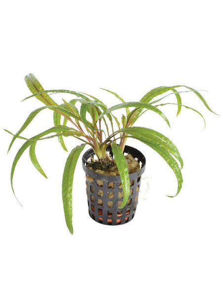 Cryptocoryne Balansae – Origine France