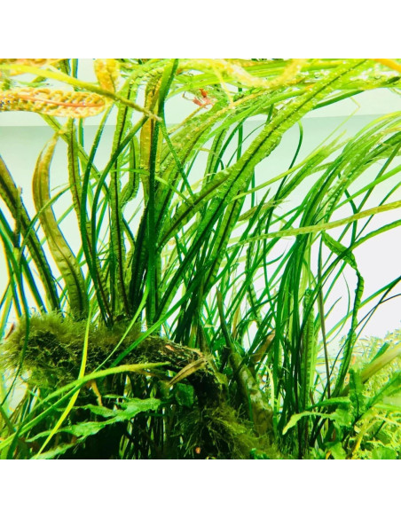 Cryptocoryne Balansae – Origine France