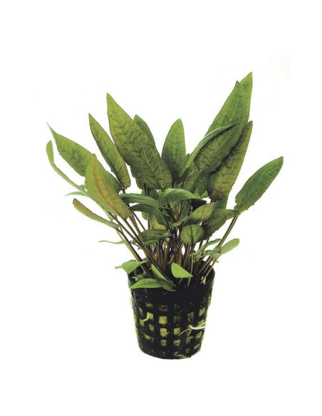 Cryptocoryne moelmanii – Origine France