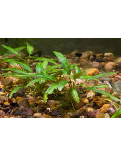 Cryptocoryne moelmanii – Origine France 2