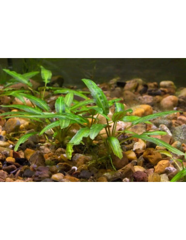 Cryptocoryne moelmanii – Origine France