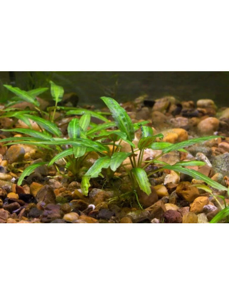 Cryptocoryne moelmanii – Origine France