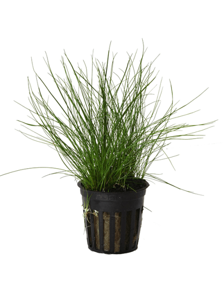 Eleocharis parvulus – Origine France