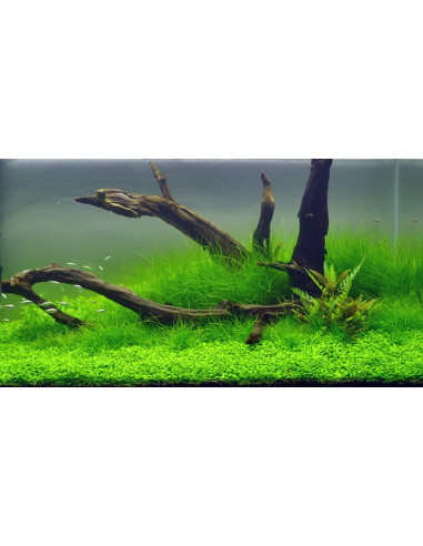 Eleocharis parvulus – Origine France