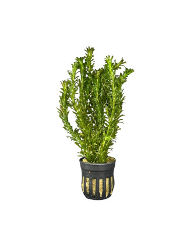 Elodea Densa – Origine France
