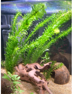 Elodea Densa – Origine France 2