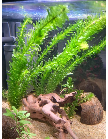 Elodea Densa – Origine France