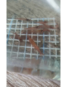 Neocaridina davidi SP "Red Cherry” lot de 10 2