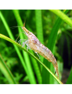 Neocaridina davidi SP "Red Cherry” lot de 10