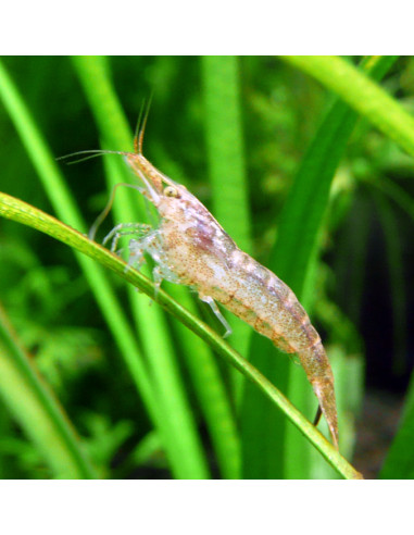 Neocaridina davidi SP "Red Cherry” lot de 10