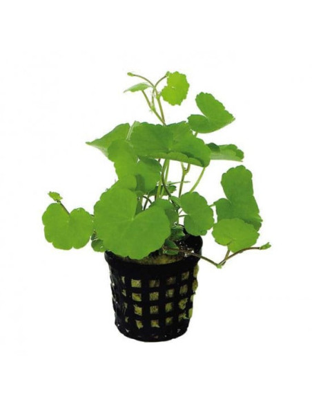 Hydrocotyle leucocephala – Origine France