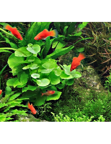 Hydrocotyle leucocephala – Origine France