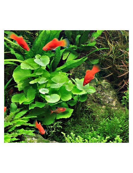 Hydrocotyle leucocephala – Origine France