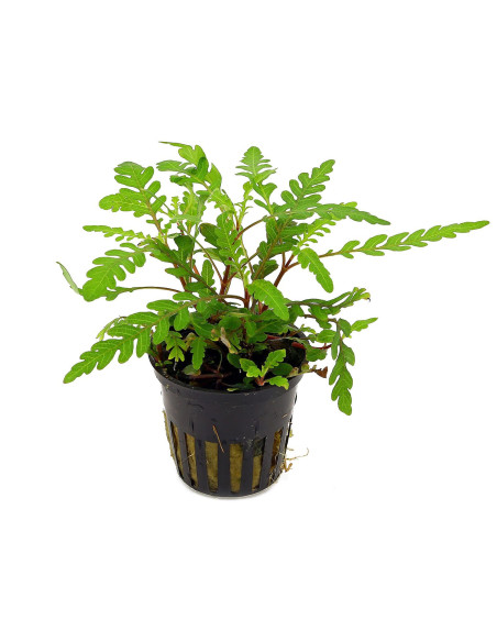 Hygrophila pinnatifida – Origine France