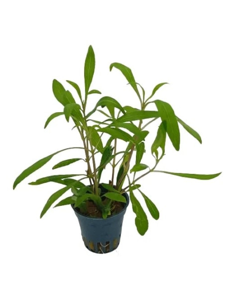 Hygrophila salicifolia – Origine France