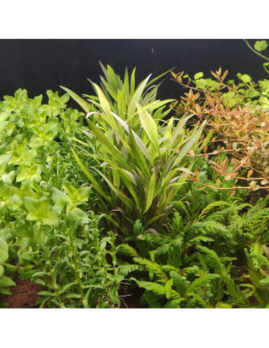 Hygrophila salicifolia – Origine France