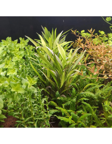 Hygrophila salicifolia – Origine France