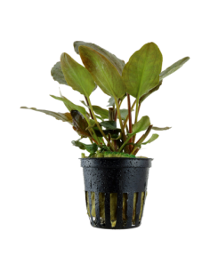 Lagenandra meeboldii 'Red' – Origine France
