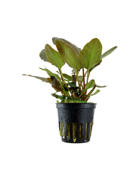 Lagenandra meeboldii 'Red' – Origine France