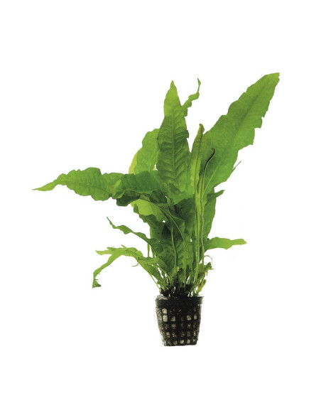 Microsorium pteropus – Origine France