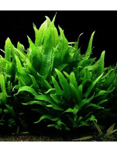 Microsorium pteropus – Origine France 2