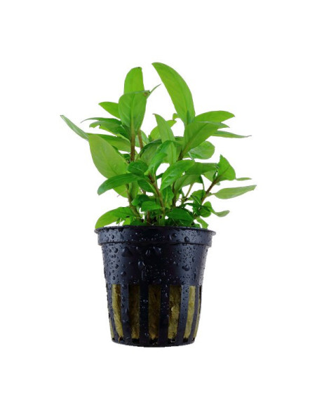 Staurogyne repens – Origine France