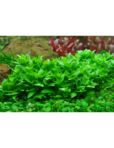 Staurogyne repens – Origine France