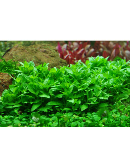 Staurogyne repens – Origine France